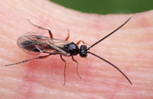 Réf. 293 634 : Phygadeuontinae inconnu